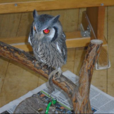 birds of prey - yrs 3 & 4
